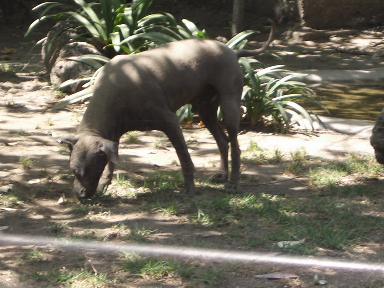 生まれ変わるなら何犬か メキシコmexican 楽天ブログ