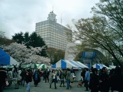 桜・ワンコリアフェス１.jpg