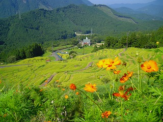 丸山千枚田と花
