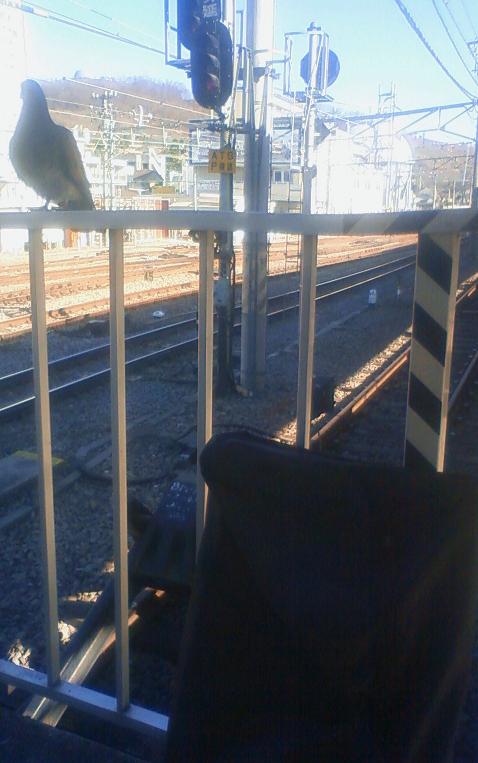 終着駅にてハトさんとキーボくん