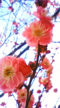 春の空と紅梅の枝