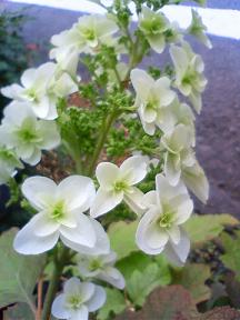 こちらも紫陽花？