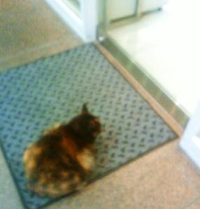 おや？ぽてこさん発見か？