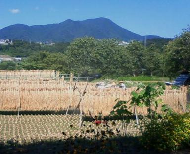刈田広がり　青空