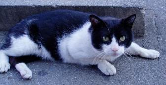 にゃんか、ご用ですか？