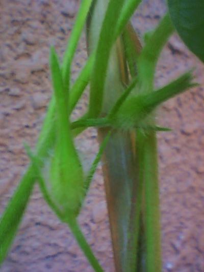 於預かりした種のその後