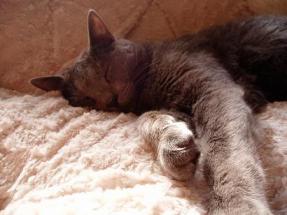 ねこ、ぱーんち！