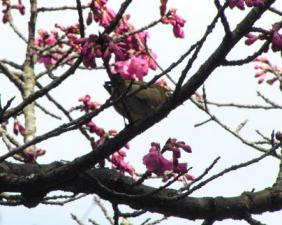 桜咲く