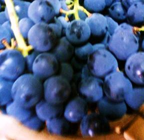 お葡萄の季節ですね♪