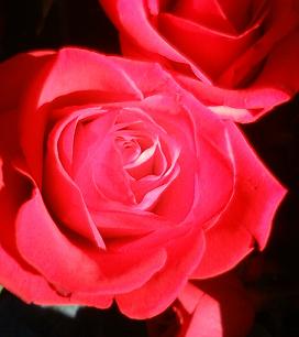 歌姫（イメージ画像　笑）