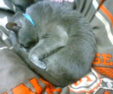 膝掛けGetしてまる～ん♪