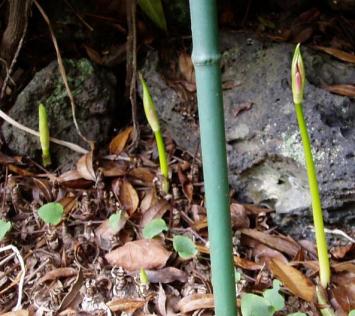 ひがんばなのあかちゃん
