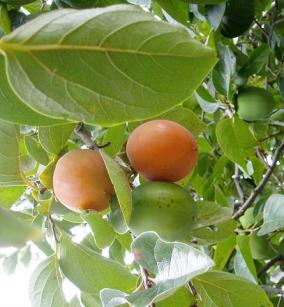 柿の実見てる子　３・４の５人