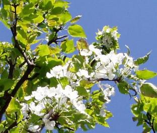 ものがたりの木　新緑