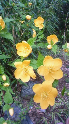 風にゆれる花