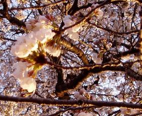 天然ライトアップ～♪