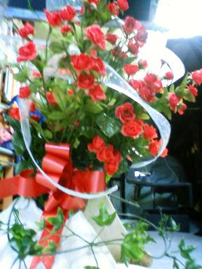 みあげれば薔薇の花園～♪