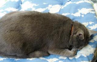 すぴぴぴ～すぴ～♪