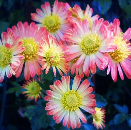 重陽はあんちえいじんぐ？