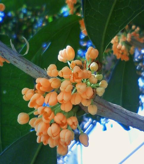 姿なく　また声もなく　ひそやかに　なれどたしかに　君は薫れり