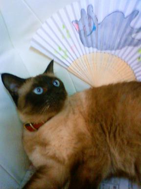 このまったりした銀猫は誰にゃんですか？