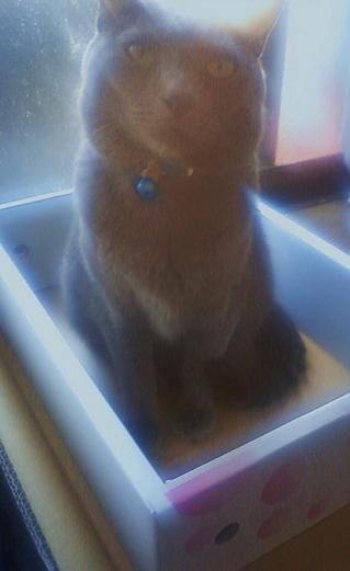 甲斐路より銀猫をお届け(違っ）