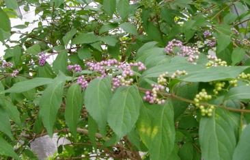 紫式部（まだ少女時代？）