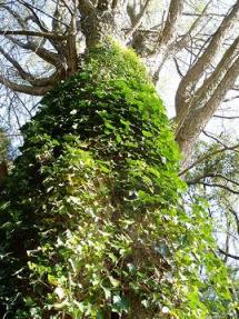 この木なんの木気になる気