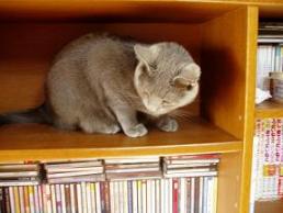 御手伝い司書？Ｍ氏（困）