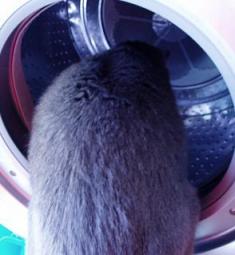 アライグマくん発見！