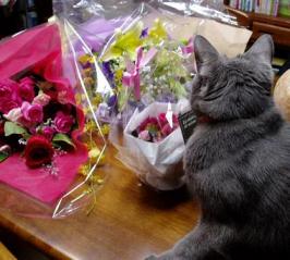 にゃんと！お花がたくさんにゃ！！