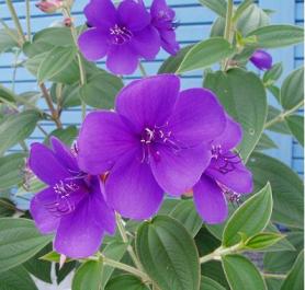 店じまい・・でも店先は美しく