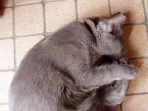 だだこねこねこ猫