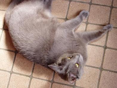 ごろ～ん　ぐるるるｒ・・・・・