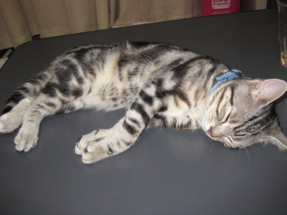セナ2008-2009 343.jpg