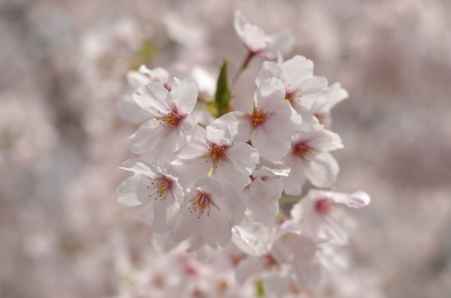 クローズアップレンズ未装着
