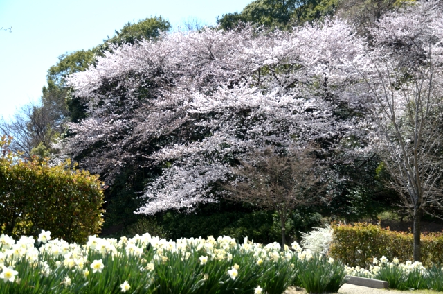 20110405小牧山の桜