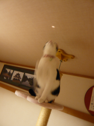 ニャンだろ光線2