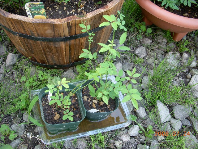 DSCN0465.JPG