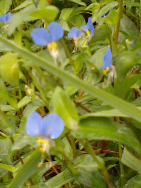 露草?かな？わからん。