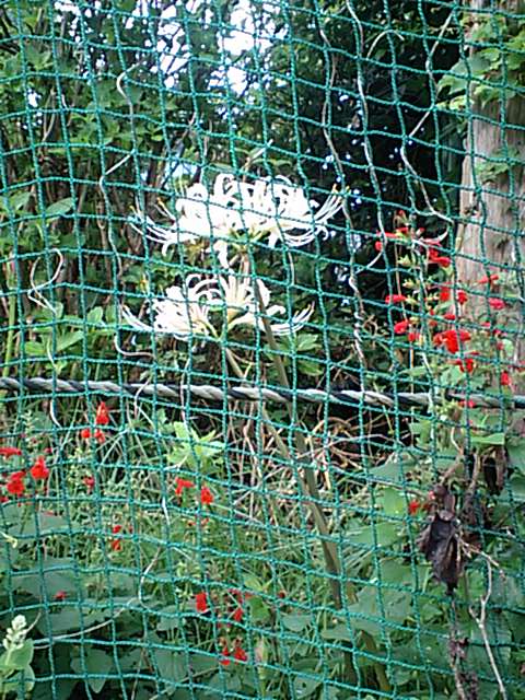 ネット越しなんだけど彼岸花