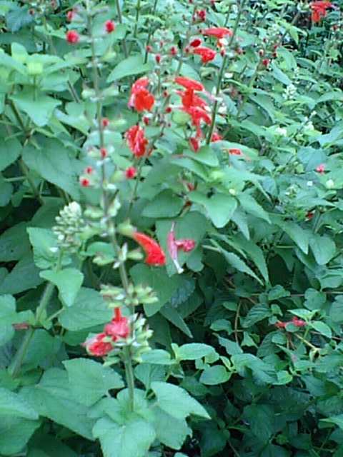 サルビアの赤い花