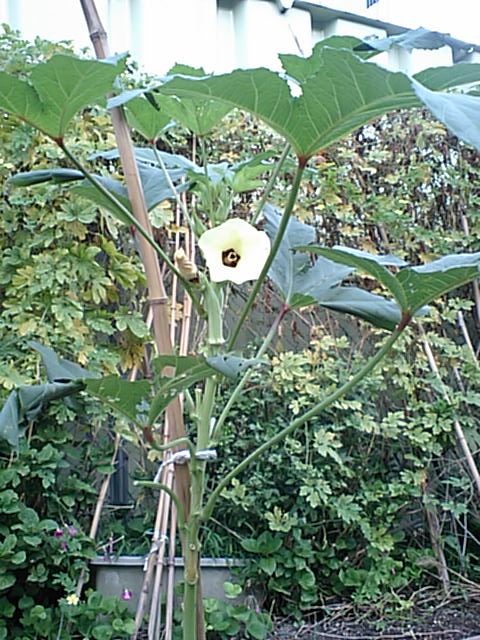 薄黄色の花ですが・・・