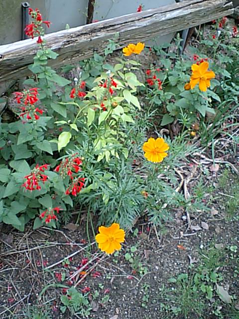 黄色が鮮やかな花です