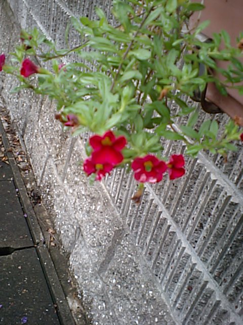 サルビアではないと思うんだけど