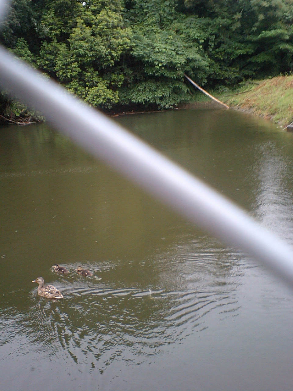気持ちよく泳ぐ鴨の親子