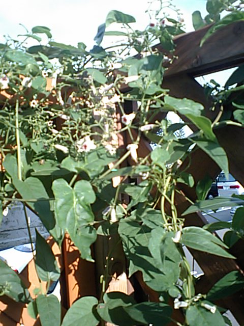 ラティスに巻きついた蔦に白い花が・・・