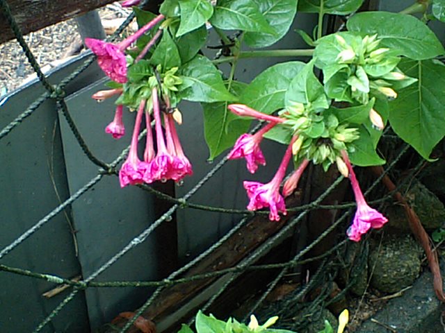 濃いピンクの小さな花