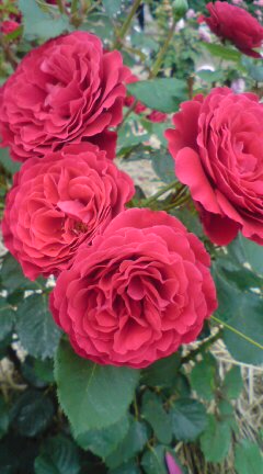 20100608133636.jpg
