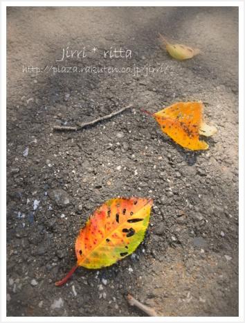 秋の小道　落ち葉